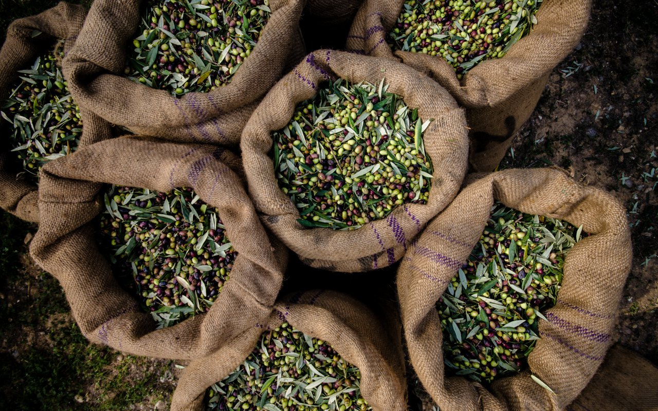 Olives - Croatia - Travel Blog Terra Balka