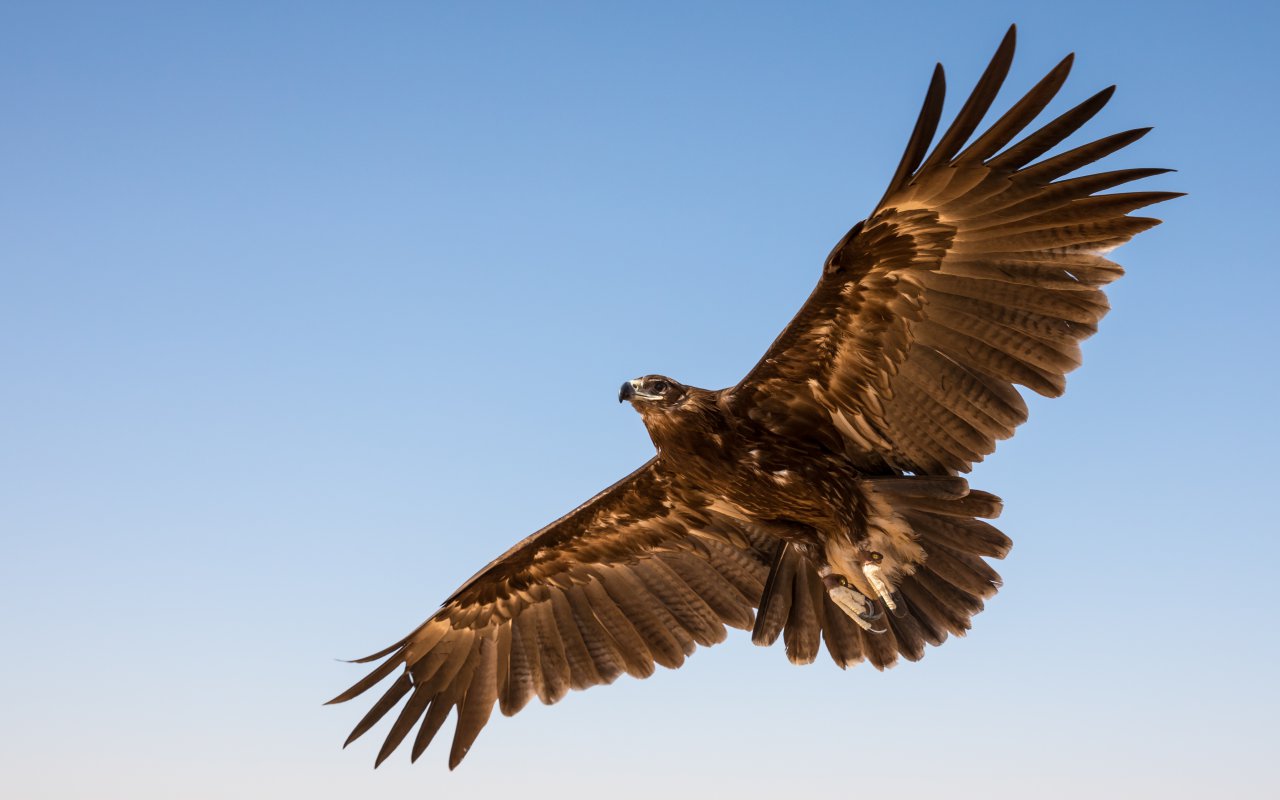 Eagle - Zagreb Terra Balka - Travel Europe