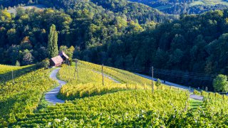 Heart wine yard - Slovenia Terra Balka - Travel Europe