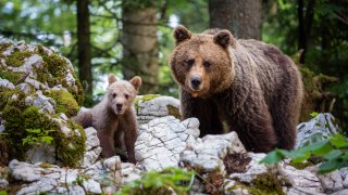  Wildlife in the Balkans 