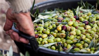 Olives - Croatia - Travel Blog Terra Balka