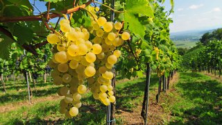 white grape wine - tailor-made trips Slovenia Europe