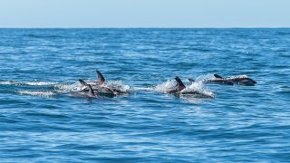 dolphin - tailor-made family trips Italy Slovenia Croatia Europe 