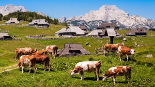  Family round-trip Slovenia and Croatia - terra balka 