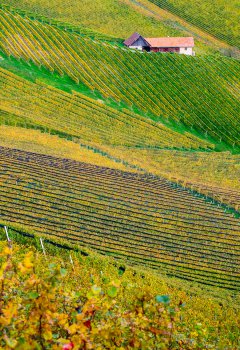  vineyard gastronomic journey - tailor-made trips Slovenia Europe 