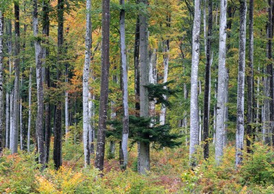 Kočevje forest, photo Petra Draškovič Pelc