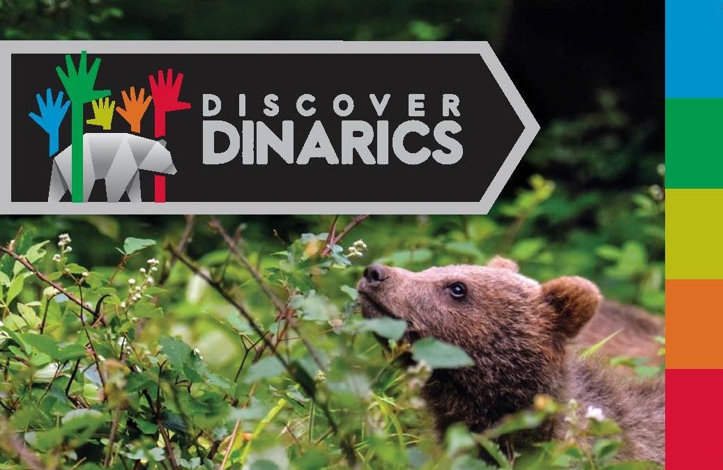 New Discover Dinarics portal