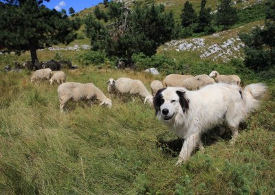 Family Sedmak has a dog to guard the sheep_foto Petra Draškovič Pelc