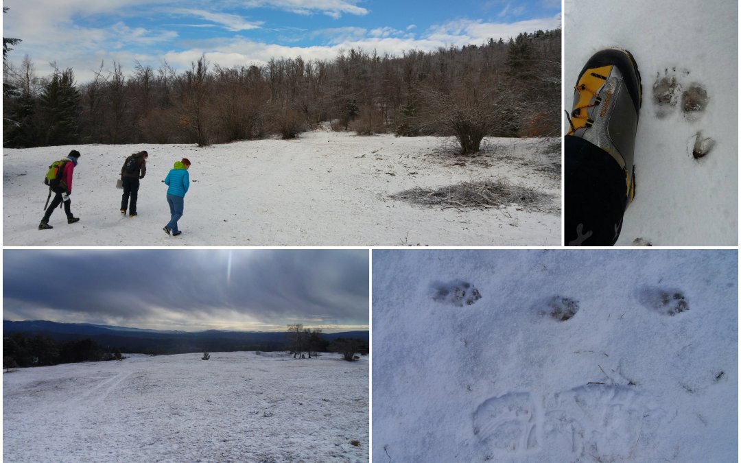Wolf snow tracking in January