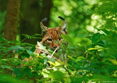 Lynx Discover Dinarics